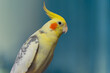 © Daria - Cockatiel parrots.Funny parrots.Cockatiel pets.Bird with a crest.Cute animal.Funny bird.Cockatiel.Parrots are playing.Caring for pets.Birds.Animals.Cute cockatiel.Home pet parrot.The best birds.