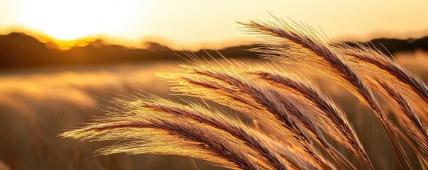 Wall Mural - Savannah grassland nature idea. Golden wheat swaying gently in the warm sunlight at sunset, creating a serene atmosphere.