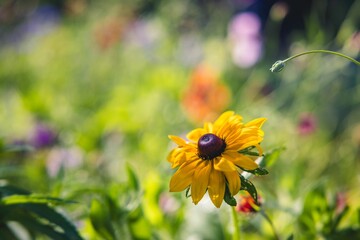 Wall Mural - Vibrant Rudbeckia flower in a sunny garden, surrounded by lush green foliage