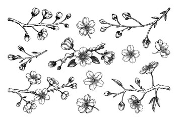 sakura flower sketches. cherry blossom vector illustration. hand-drawn spring flowers. japanese styl