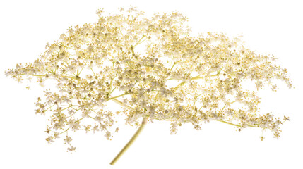 Wall Mural - Elderberry flowers