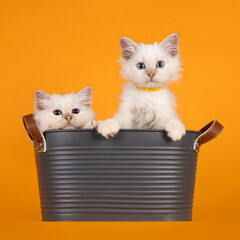 Wall Mural - Two cute ragdoll kittens sitting in and peeking over edge of a a gray metal basket. Looking straight to camera. isolated on a vibrant yellow orange background.