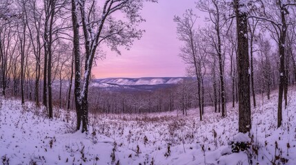 Wall Mural - 62.A serene winter panorama showcasing a snow-covered forest, with trees blanketed in snow and frosted branches. The morning sky is painted in purple and pink hues, signaling the dawn of a new day.