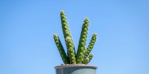 Wall Mural - Pencil cactus plant in a small pot with a clear blue sky background, sunny day, decorative item, high-definition image