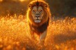 © boler - Majestic Lion Walking Through Golden Grassland Sunset