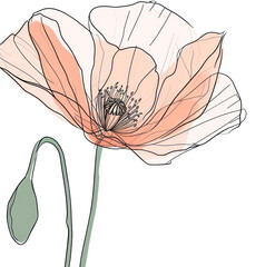 Sticker - PNG Continuous line drawing poppy flower sketch plant art.