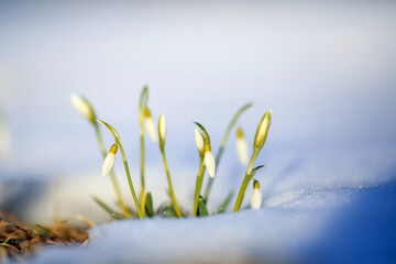 Sticker - Blooming Galanthus Rivalis in the snow