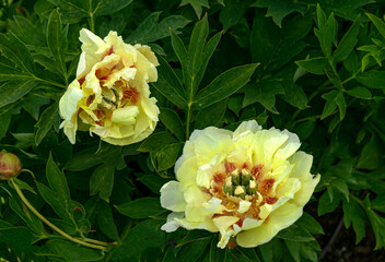 Wall Mural - Magnificent buds of unusual peonies with yellow petals, close-up.