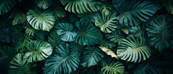 Wall Mural - Dense tropical leaves create a lush green tapestry, showcasing various shapes and sizes under soft natural light in a tranquil setting