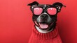 © Olivia - A cute pit bull dog smiling while wearing Valentine's Day glasses and a cozy sweater on a red background, capturing a playful and festive atmosphere