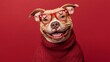 © Olivia - A cute pit bull dog smiling while wearing Valentine's Day glasses and a cozy sweater on a red background, capturing a playful and festive atmosphere