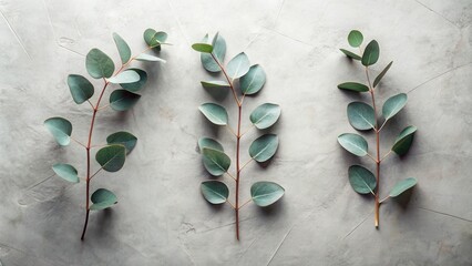 Aufkleber - Three Eucalyptus Branches Arranged on a Neutral Surface