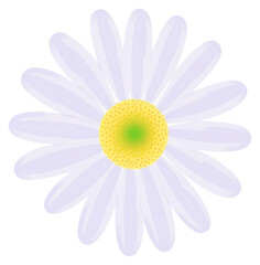 Canvas Print - PNG Simple daisy flower illustration