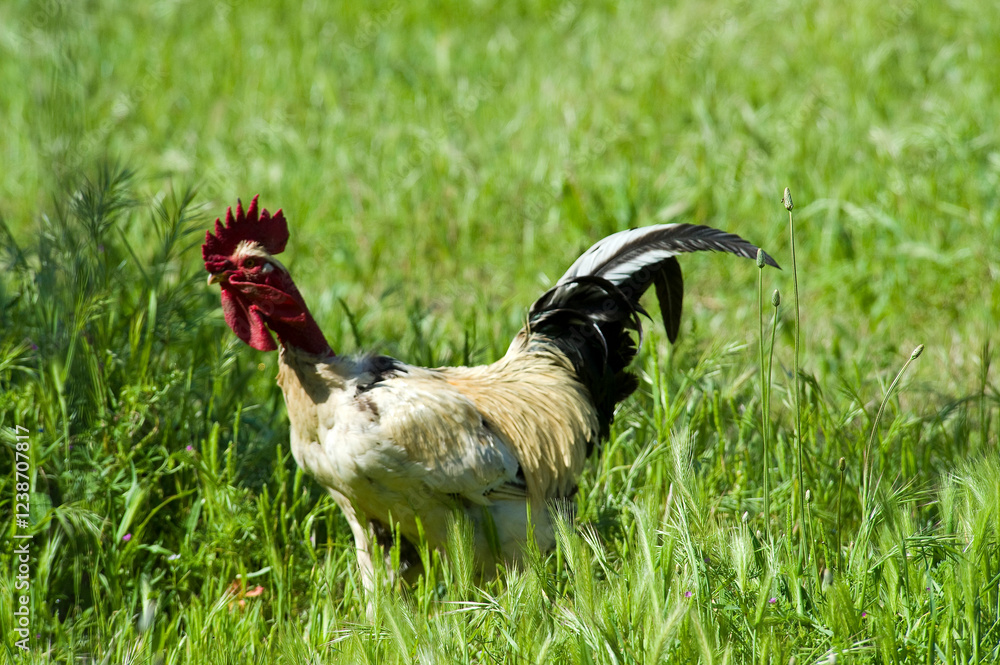 rooster in the grass, Portrait of a rooster in an ecological farm Stock ...