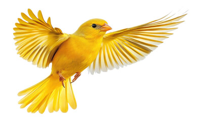 Fototapete - Yellow canary flying with open wings on transparent background