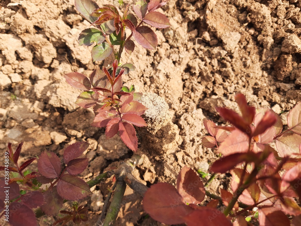 Termites eating rose dry branch. Branch that has become infested with ...