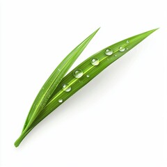 Wall Mural - Morning dew on a vibrant green grass blade, isolated on white background