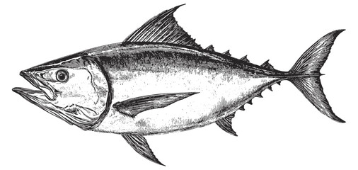 Wall Mural - Tuna Detailed Vintage Engraving Illustration on White Background with Intricate Texture Classic Seafood Art Antique Style Marine Fish Graphic Vintage Aquatic Animal Design