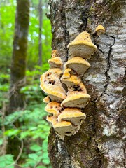 Wall Mural - Mushrooms on tree trunk in forest