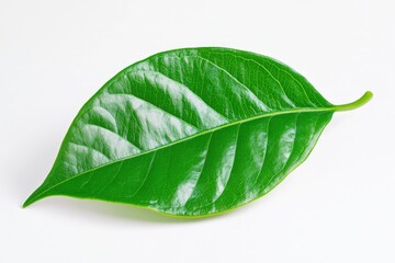 Wall Mural - A single green leaf lying on a clean white surface, perfect for use in designs about nature, simplicity, and minimalism