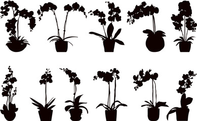 Wall Mural - orchids in pots collection, set silhouette on white background vector