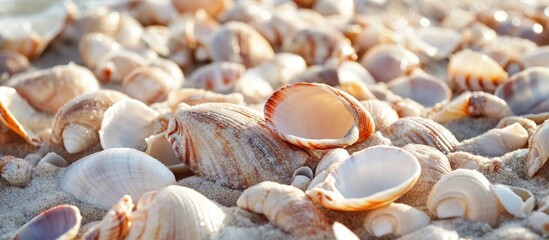 Wall Mural - Various seashells scattered on sandy beach surface with sunlight reflecting, offering natural texture and color detail, Copy Space