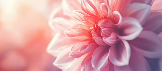 Poster - close-up of pink dahlia flower with soft focus and pastel bokeh background