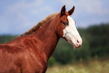 Wall Mural - Horse summer