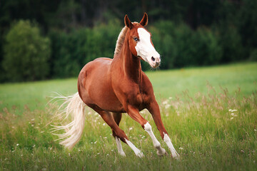 Wall Mural - Horse summer