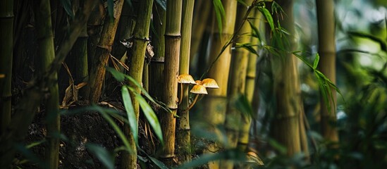 Wall Mural - Mushrooms growing among bamboo stalks in a dense forest environment with green foliage and natural lighting Copy Space