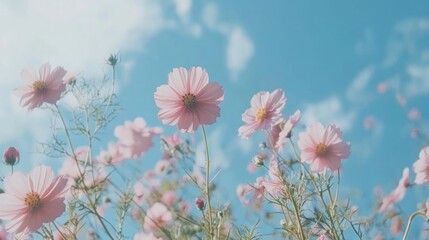 Wall Mural - Pink Cosmos Flowers Blooming Against Blue Sky with Cloud Background