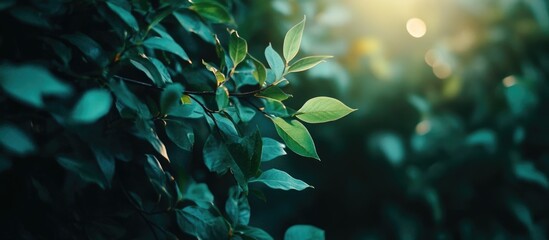 Wall Mural - Close-up of green leaves with soft sunlight in the background natural foliage with shallow depth of field and Copy Space