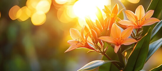 Wall Mural - Orange lilies in sunlight with bokeh effect, nature scene, floral background, vibrant colors, Copy Space