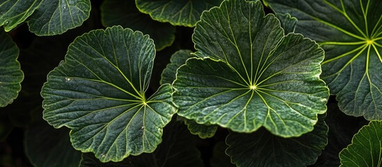 Wall Mural - Close-up of green leaves with prominent veins and detailed texture in natural lighting Copy Space