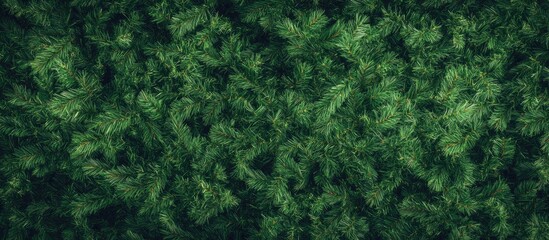 Poster - Dense green pine tree foliage background with textured leaves, natural close-up view, suitable for seasonal designs and promotions. Copy Space