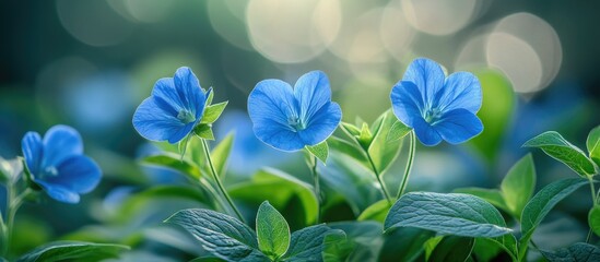 Wall Mural - Blue flowers with green leaves and blurred background depicting soft natural light and bokeh effects with copy space on top