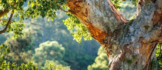 Sticker - Close-up of a textured tree trunk with lush green leaves against a blurred natural background Copy Space