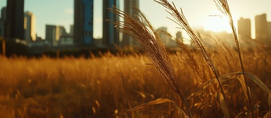 Sticker - Golden wheat field in urban landscape with buildings and sunset light, copy space for text placement