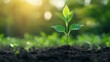 © yevhen89 - Small plant sprouting in rich, dark compost soil, showcasing healthy organic gardening and sustainability. Copy space
