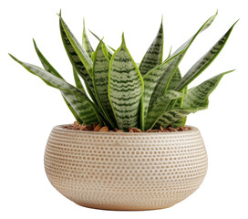 Poster - PNG Elegant indoor snake plant decor