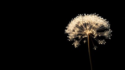 Glowing Dandelion Seed Head on Dark Background with Sparkling Detail