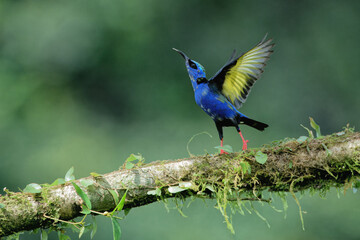 Sticker - Male Red-legged Honeycreeper (Cyanerpes cyaneus) with spread wings, Costa Rica