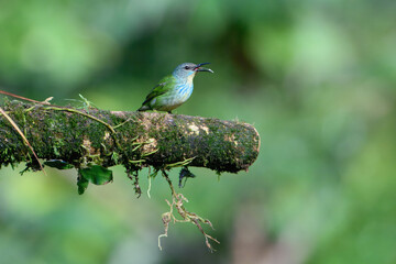 Sticker - Female Shining Honeycreeper (Cyanerpes lucidus) on a branch, Costa Rica