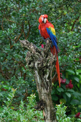 Sticker - Hybrid Scarlet x Great Green Macaw (Ara macao x militaris) perched on a branch, Costa Rica