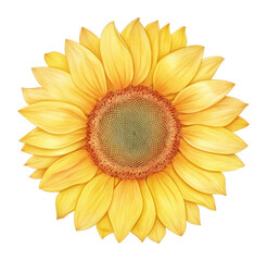 Canvas Print - PNG Sunflower sunflower illustration art.