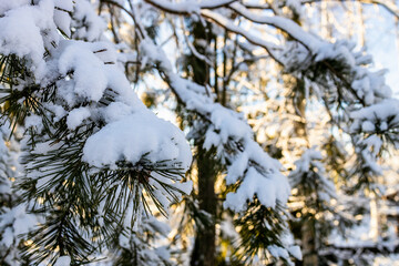 Wall Mural - snow-covered pine tree branches close-up in forest