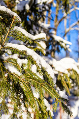 Wall Mural - snow-covered green firtree branches close-up