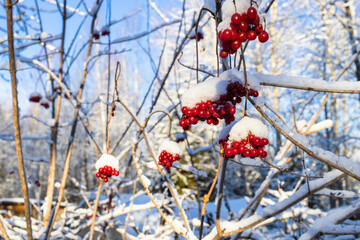 Wall Mural - snow-covered viburnum berries lit by sunset sun