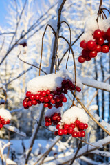 Wall Mural - snow-covered red fruits of viburnum close up