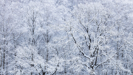 Wall Mural - panoramic view of snowy oak trees in snowfall